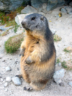 Marmotte